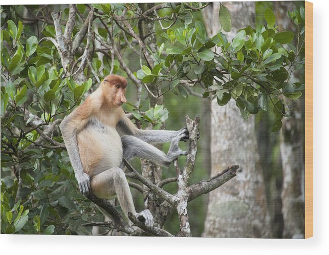 Suzi Eszterhas Wood Print featuring the photograph Proboscis Monkey In Tree Sabah Borneo by Suzi Eszterhas