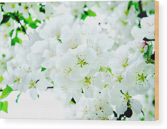 Flowers Wood Print featuring the photograph Proof of Life by Greg Fortier