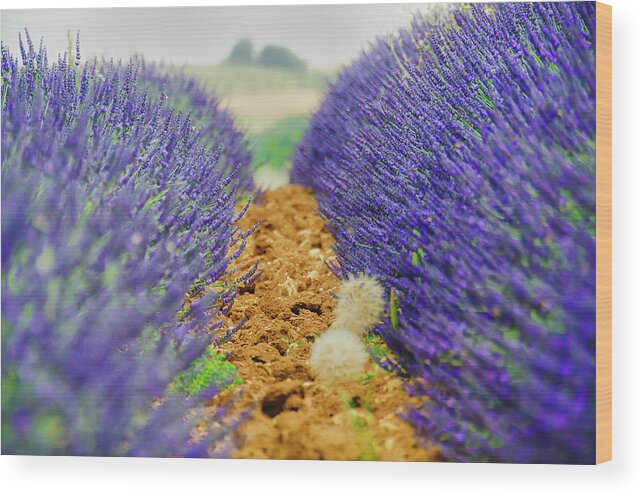 In A Row Wood Print featuring the photograph Provence by Alessandro Giorgi Art Photography