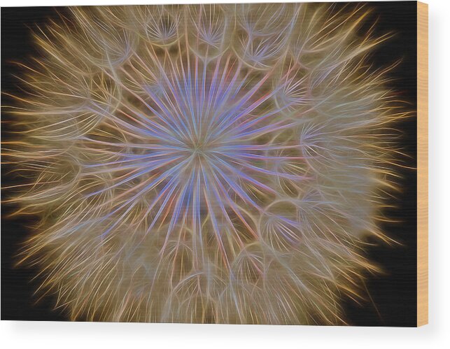 Dandelion Wood Print featuring the photograph Psychedelic Dandelion Art by James BO Insogna