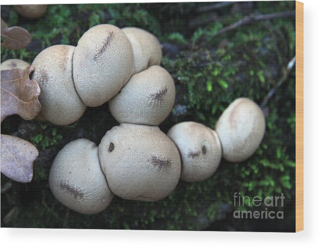 Mushrooms Wood Print featuring the photograph Puff Balls by Rick Rauzi
