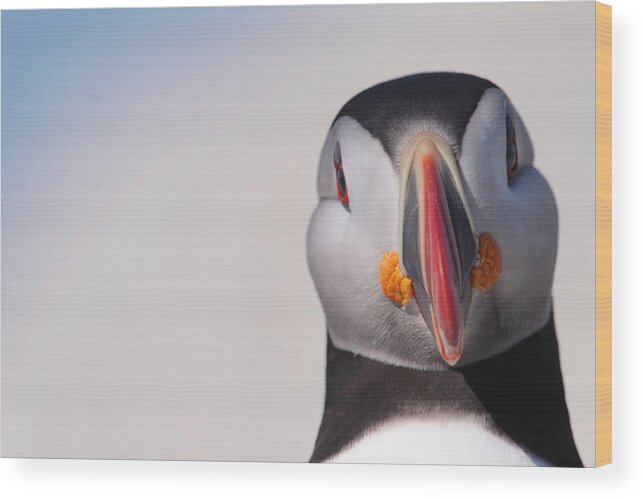 Puffin Wood Print featuring the photograph Puffin Mug Shot by Bruce J Robinson