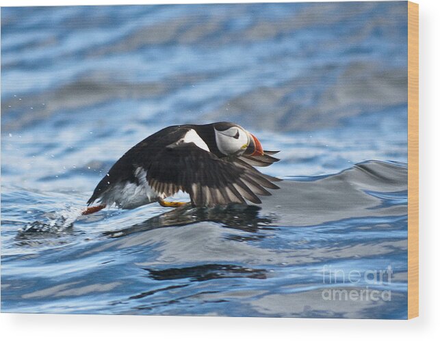 Puffin Wood Print featuring the photograph Puffin starting to fly by Heiko Koehrer-Wagner