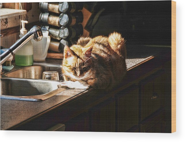 Cat Wood Print featuring the photograph Pum'kins Sunbeam by Jody Lovejoy