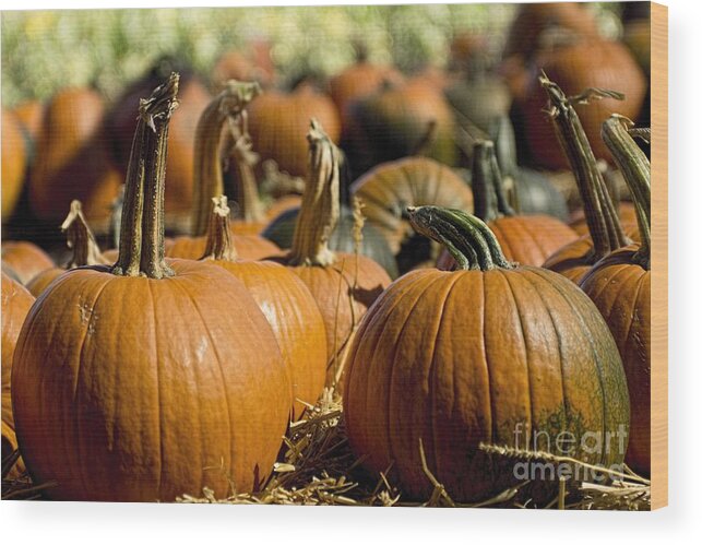 Pumpkin Patch Wood Print featuring the photograph Pumpkins by Peggy Hughes