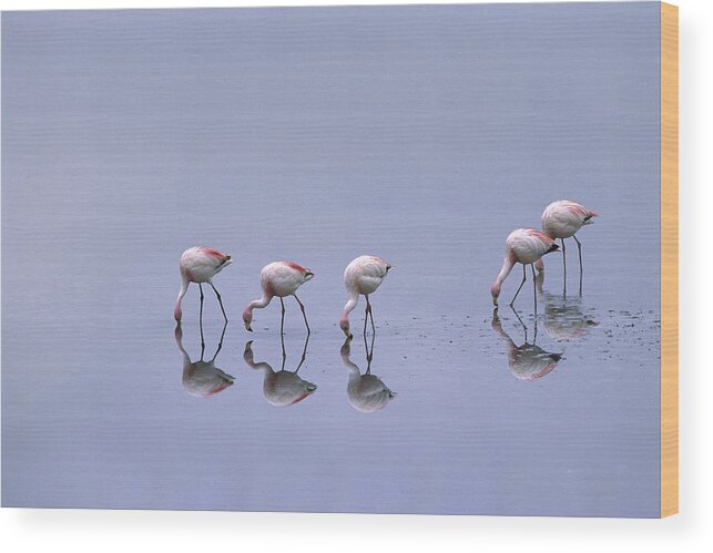 Feb0514 Wood Print featuring the photograph Puna Flamingos Feeding Laguna Blanca by Pete Oxford