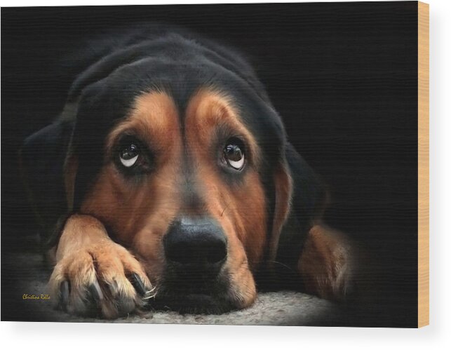 Dog Wood Print featuring the mixed media Puppy Dog Eyes by Christina Rollo