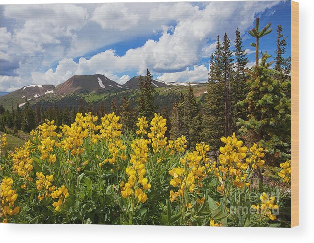 Flowers Wood Print featuring the photograph Pure Gold by Jim Garrison