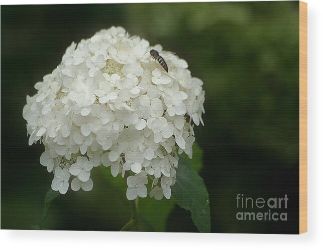 Hydrangea Wood Print featuring the photograph Pure by Living Color Photography Lorraine Lynch