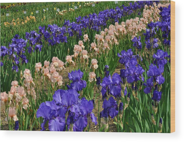 Iris Wood Print featuring the photograph Purple and Peach Iris by Diane Lent