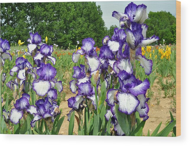 Iris Wood Print featuring the photograph Purple and White Iris by Diane Lent