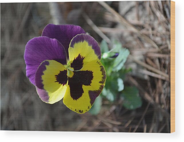 Pansy Wood Print featuring the photograph Purple and Yellow Pansy by Tara Potts