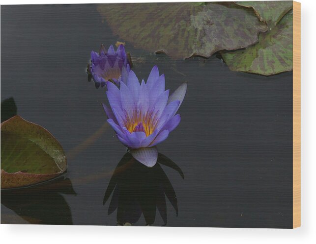 Bloom Wood Print featuring the photograph Purple Blossom by Dimitry Papkov