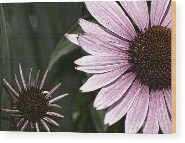 Purple Wood Print featuring the photograph Purple Coneflower Imperfection by Lesa Fine