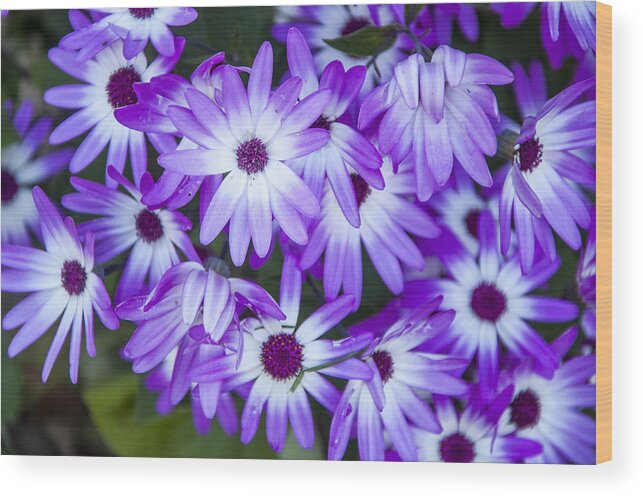 Daisies Wood Print featuring the photograph Purple Daisies by Cathy Kovarik