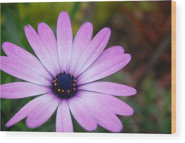 Flower Wood Print featuring the photograph Purple Daisy by Amy Fose