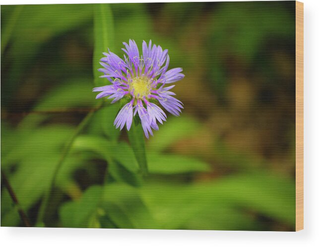 Nature Wood Print featuring the photograph Purple Daisy by Harry B Brown