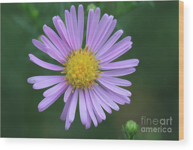 Blossom Wood Print featuring the photograph Purple Flower by Amanda Mohler