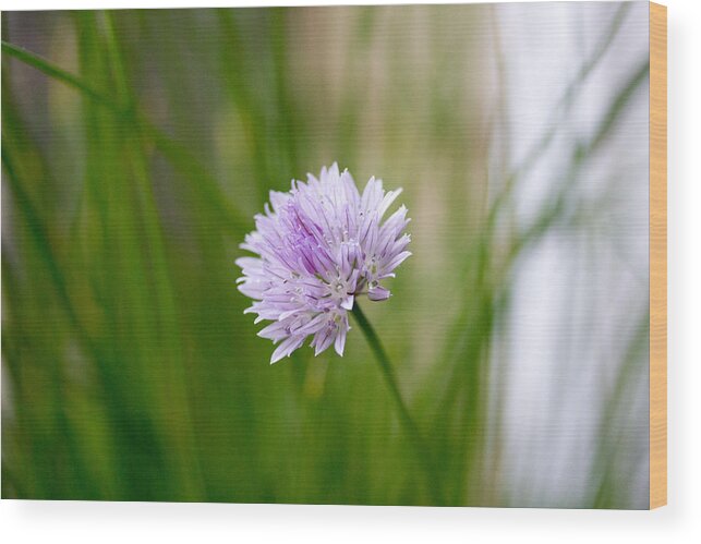 Purple Flower Wood Print featuring the photograph Purple flower by Susan Jensen