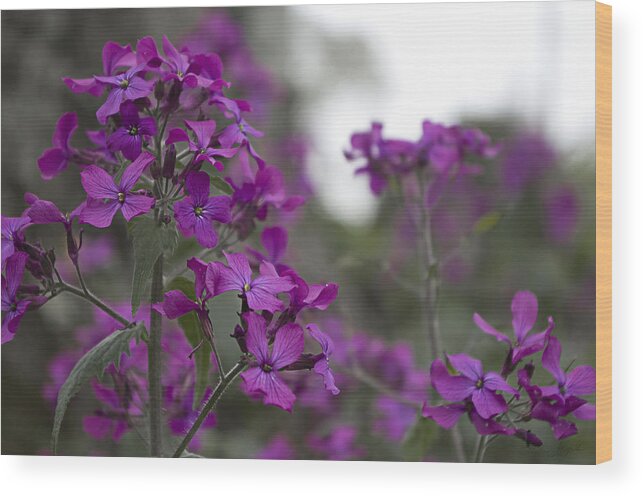 Purple Flowers Wood Print featuring the photograph Purple Flowers by Sharon Popek