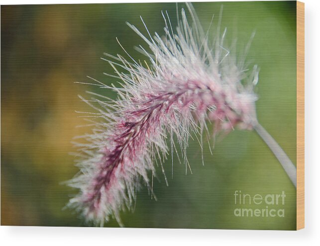 Purple Wood Print featuring the photograph Purple Fountain Grass 3 by Cassie Marie Photography