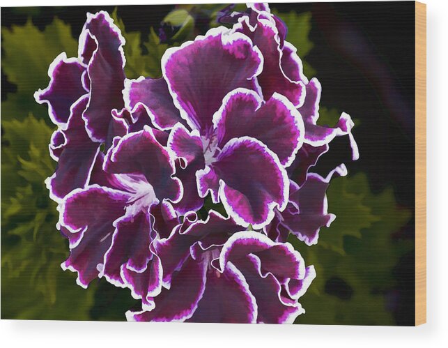 Purple Wood Print featuring the digital art Purple Gernaium by Photographic Art by Russel Ray Photos