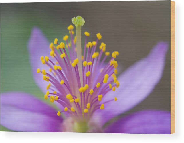 Flower Wood Print featuring the photograph Purple Haze by John Hoey