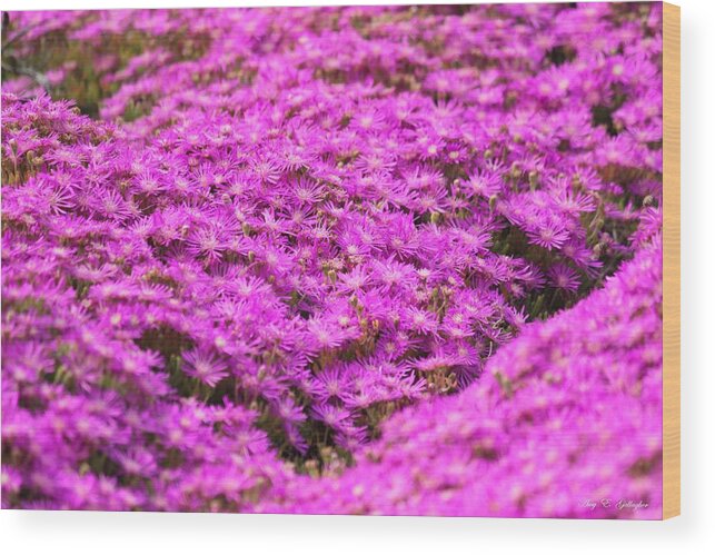 Purple Noon-flower Wood Print featuring the photograph Purple Hills by Amy Gallagher