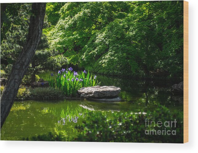 Botanical Gardens Wood Print featuring the photograph Purple Iris Amongst Green by Imagery by Charly