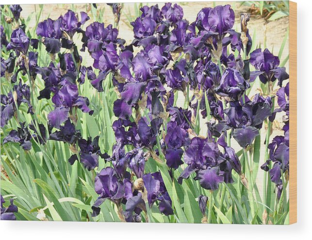 Purple Flower Photography Wood Print featuring the photograph Purple Iris by Diane Lent