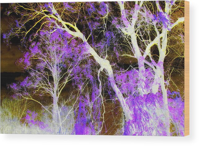 Fantasy Wood Print featuring the photograph Purple Leaves And White Trees by Jodie Marie Anne Richardson Traugott     aka jm-ART