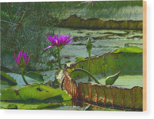 Victoria Lily Wood Print featuring the photograph Purple Lotus on the Pond by Nadalyn Larsen