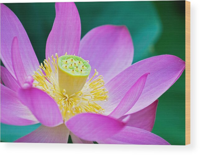 Lotus Wood Print featuring the photograph Purple Lotus Blossom by Michael Porchik