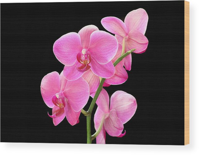 Low Key Wood Print featuring the photograph Purple Orchid on Black by Joe Myeress