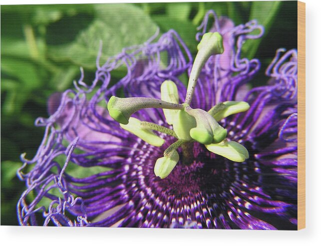 Flower Wood Print featuring the photograph Purple Passion Flower by Adam Johnson