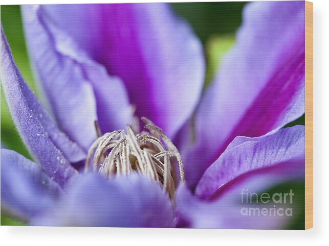 Floral Wood Print featuring the photograph Purple Passion by Lee Craig