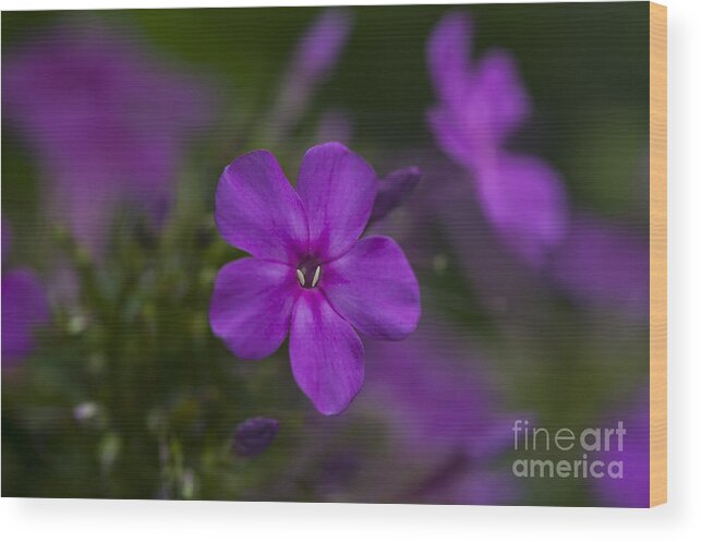 Wildflowers Wood Print featuring the photograph Purple Portal by Dan Hefle