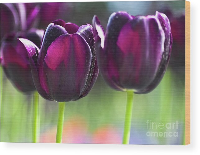 Tulip Wood Print featuring the photograph Purple tulips by Heiko Koehrer-Wagner