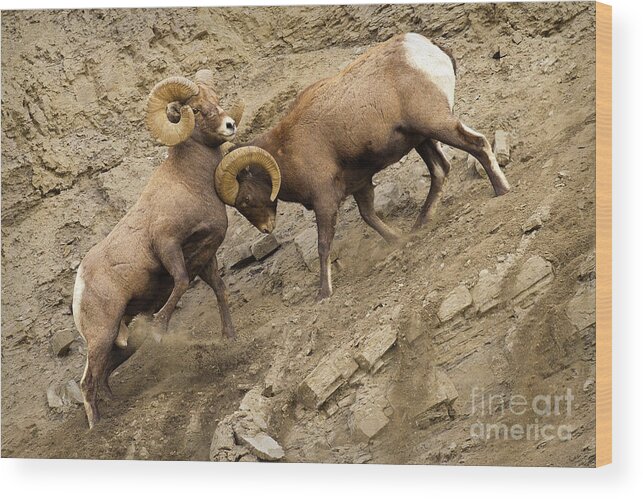 Bighorn Rams Wood Print featuring the photograph Pushy by Aaron Whittemore