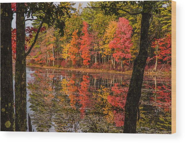 #foliage_reports Wood Print featuring the photograph Quabbin reservoir fall foliage by Jeff Folger