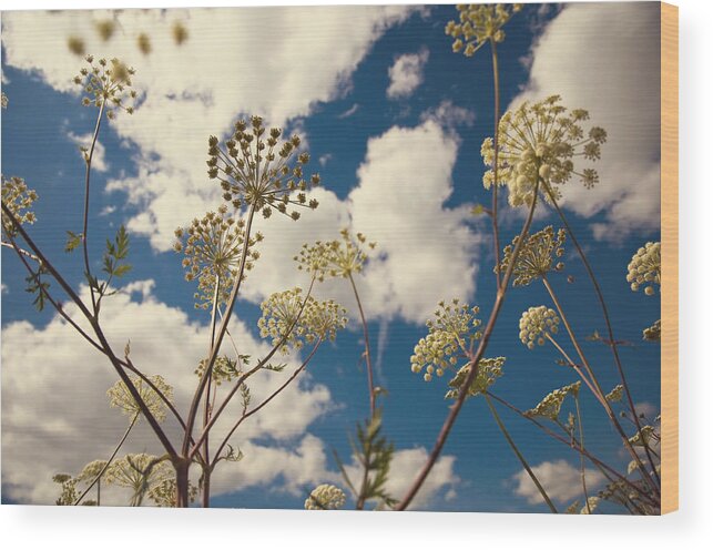 Queen Anne's Lace Wood Print featuring the photograph Queen Anne Lace and Sky I by Jenny Rainbow