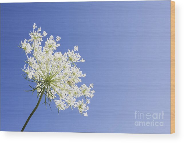 Queen Anne's Lace Wood Print featuring the photograph Queen Anne's Lace by Patty Colabuono