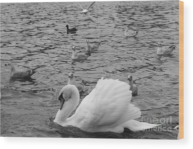 Swan Wood Print featuring the photograph Queen of the Pond by Hermes Fine Art