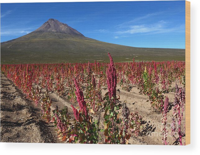 Quinoa Wood Print featuring the photograph Quinoa Field Chile by James Brunker