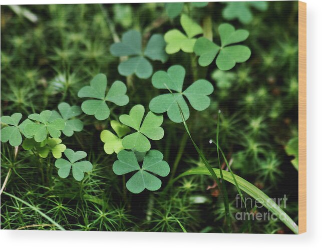 Clover Wood Print featuring the photograph Rabbit Fodder by Stan Reckard