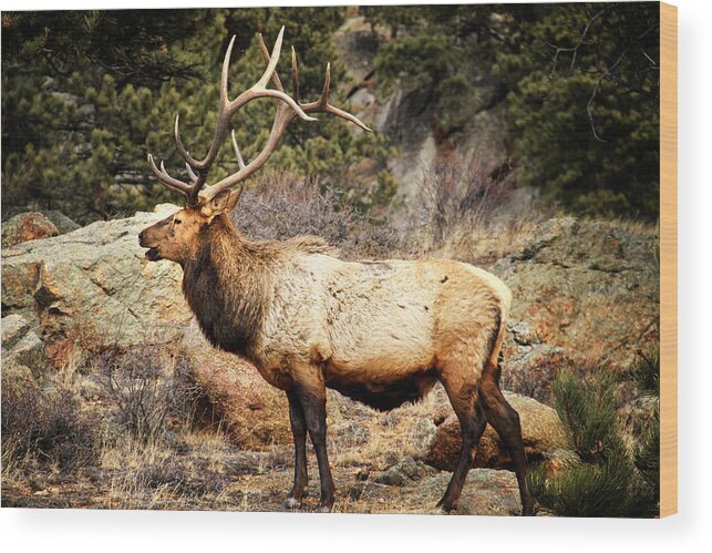 Elk Wood Print featuring the photograph Rack of Elk by Juli Ellen