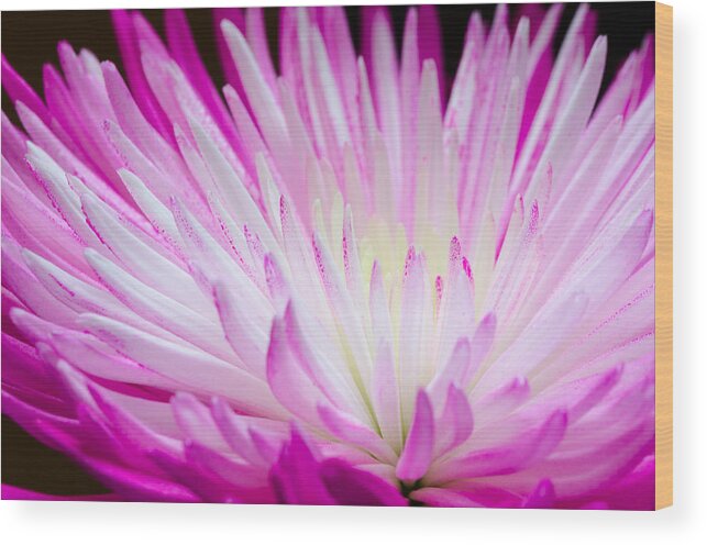 Close-up Wood Print featuring the photograph Radiant Bloom by Georgette Grossman