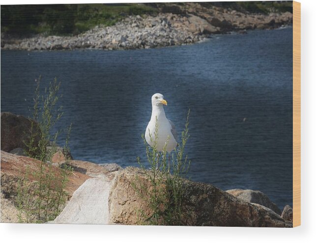 Seagulls Photographs Wood Print featuring the photograph Radiant by Ricardo Dominguez