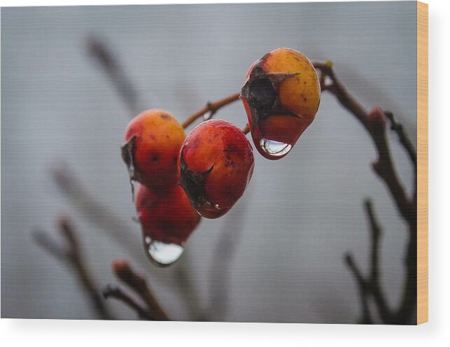 Turkey Brook Park Wood Print featuring the photograph Rain Berries I by GeeLeesa Productions