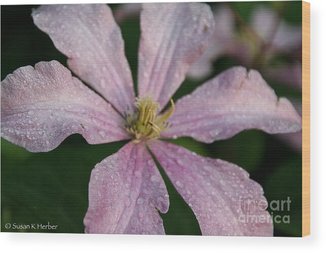 Flower Wood Print featuring the photograph Rain Drops From Heaven by Susan Herber